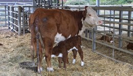 Colostrum management advice from AHDB's Beef & Lamb Strategic Farmer Mark Jelley
